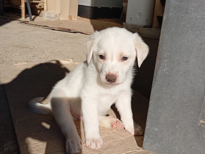 Adozione cane, maschio, Razza sconosciuta Razza sconosciuta, 2 mesi, taglia media contenuta, Avellino