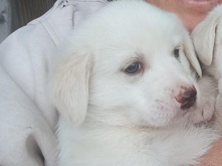 Adotta un cane, maschio, 2 mesi, Avellino