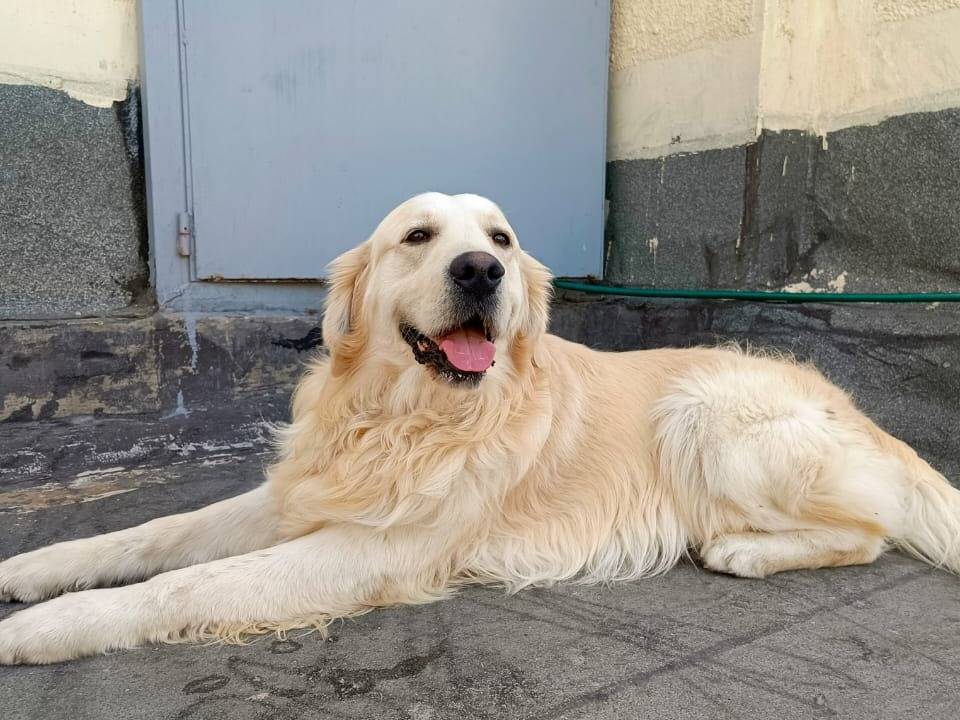 Adozione cane, maschio, Golden Retriever Razza sconosciuta, 2 anni, taglia media, Milano