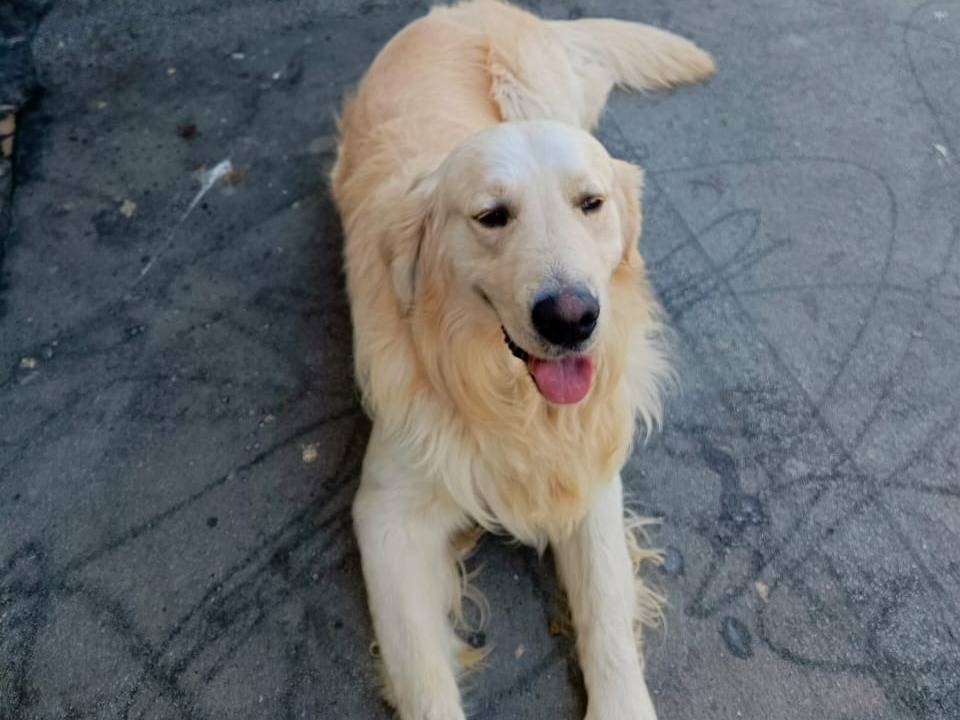 Adotta un cane, maschio, 2 anni, Milano