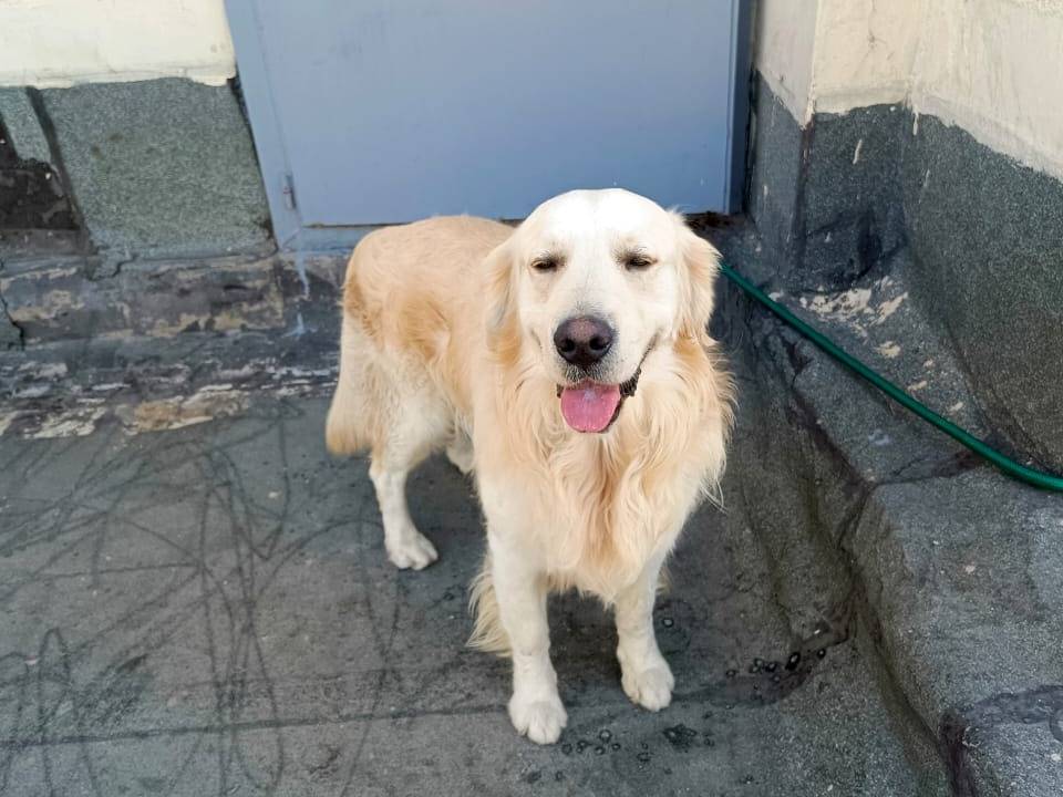 Adotta un cane, taglia media, maschio, Milano