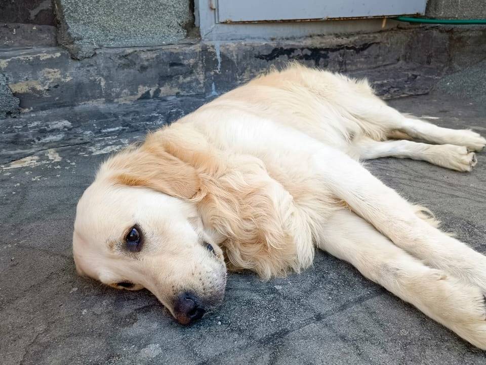 Vuoi adottare un cane a Milano?