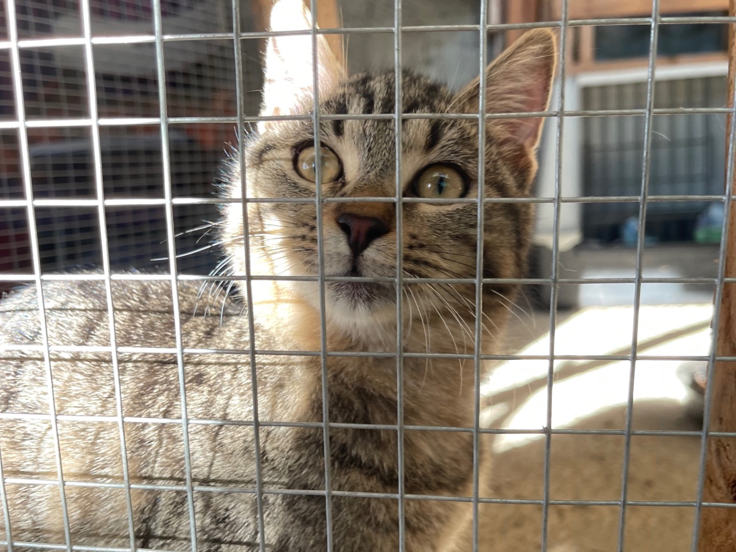 Adozione gatto, femmina, Razza sconosciuta Razza sconosciuta, 7 mesi, taglia non valida, Laquila