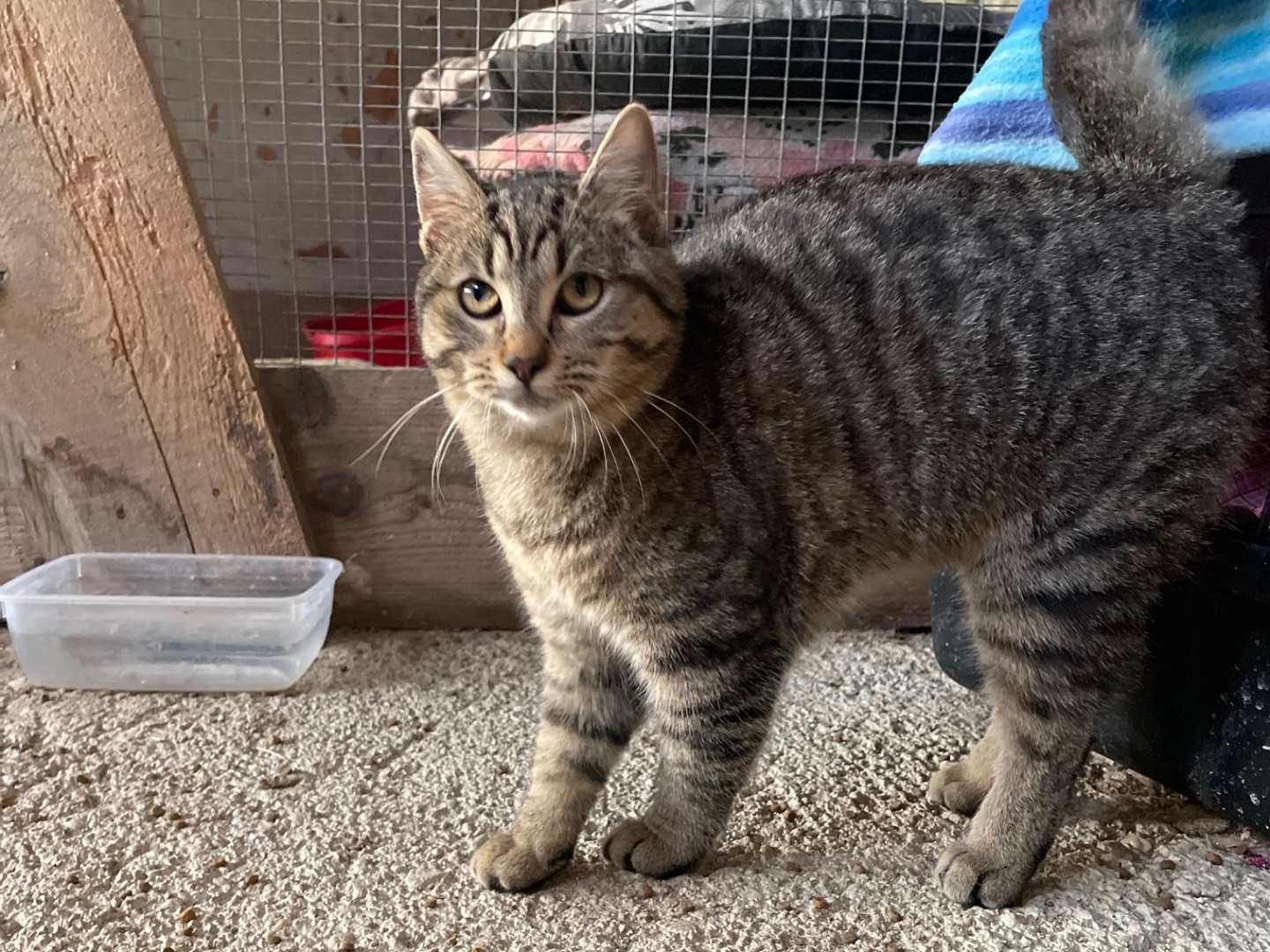 Adotta un gatto, femmina, 7 mesi, Laquila