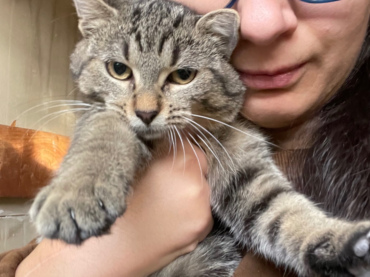 Adotta un gatto, taglia non valida, femmina, Laquila