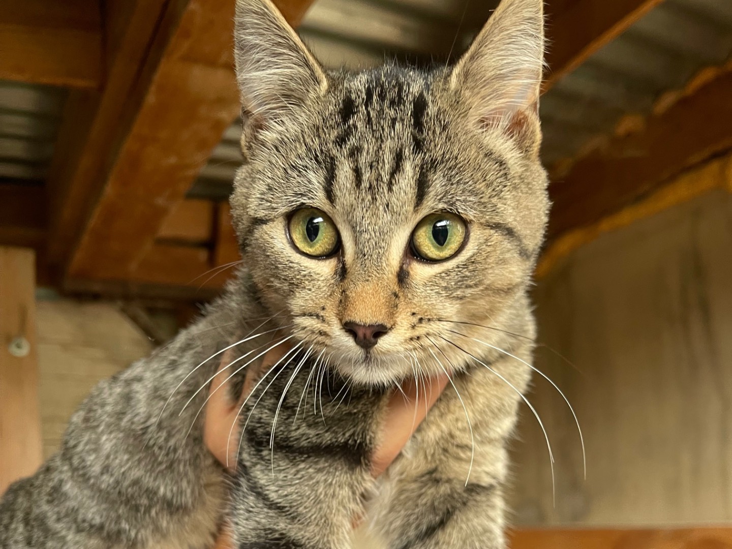 Vuoi adottare un gatto a Laquila?