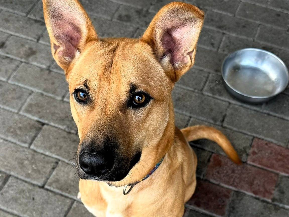 Adozione cane, maschio, Razza sconosciuta Razza sconosciuta, 1 anno, taglia media, Milano