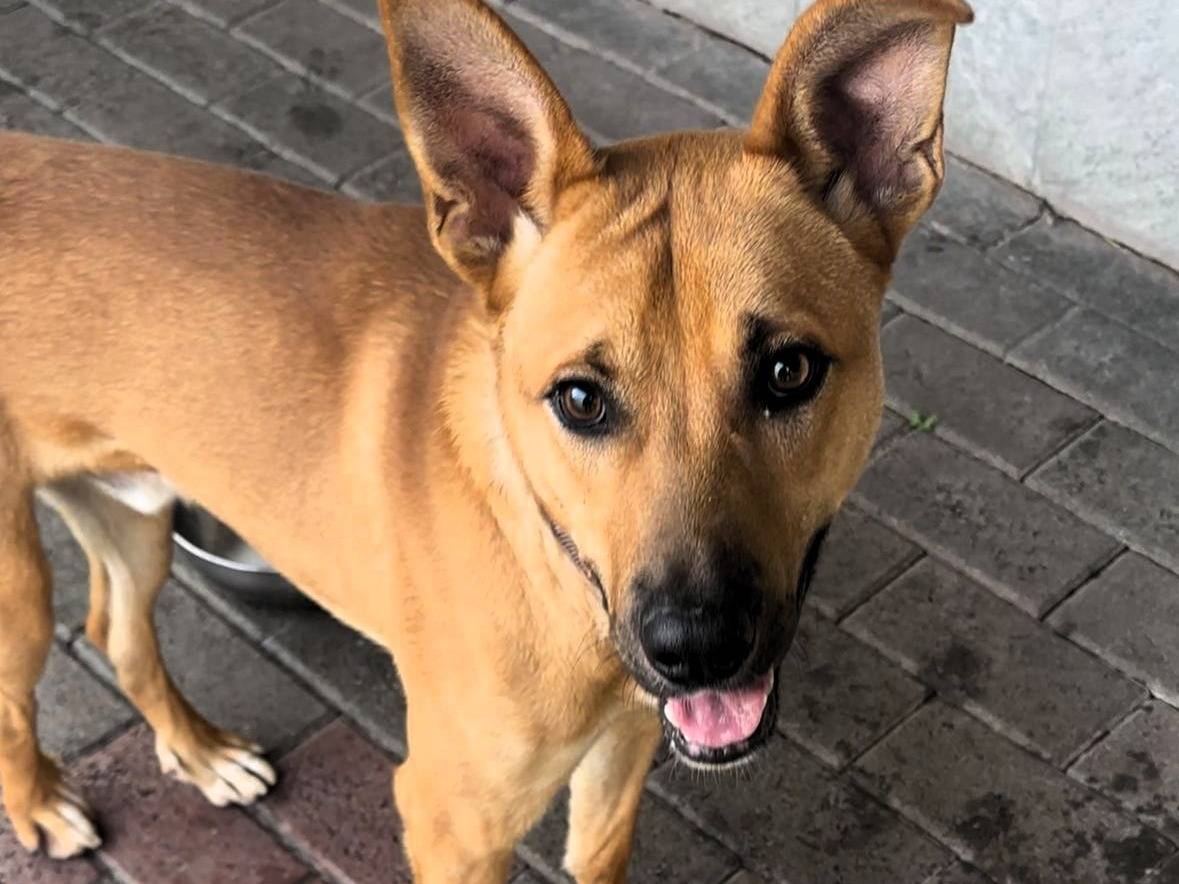 Adotta un cane, maschio, 1 anno, Milano