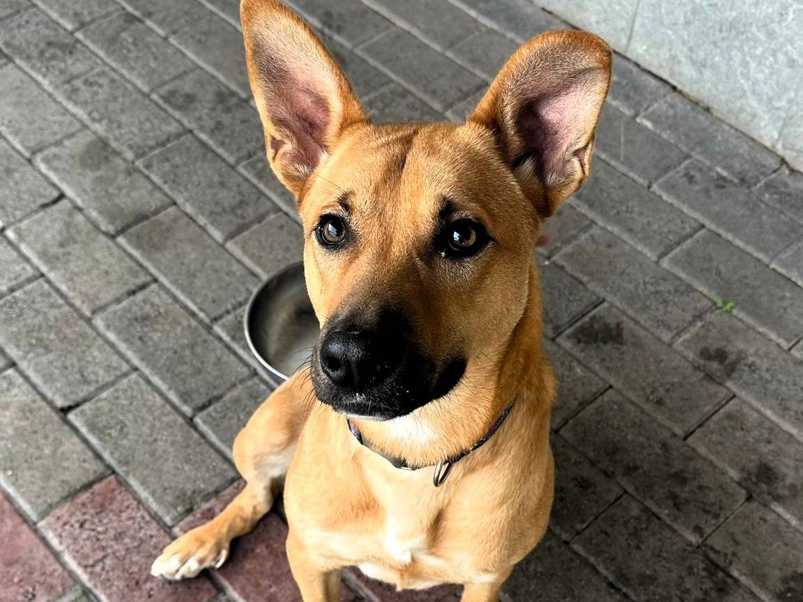 Vuoi adottare un cane a Milano?