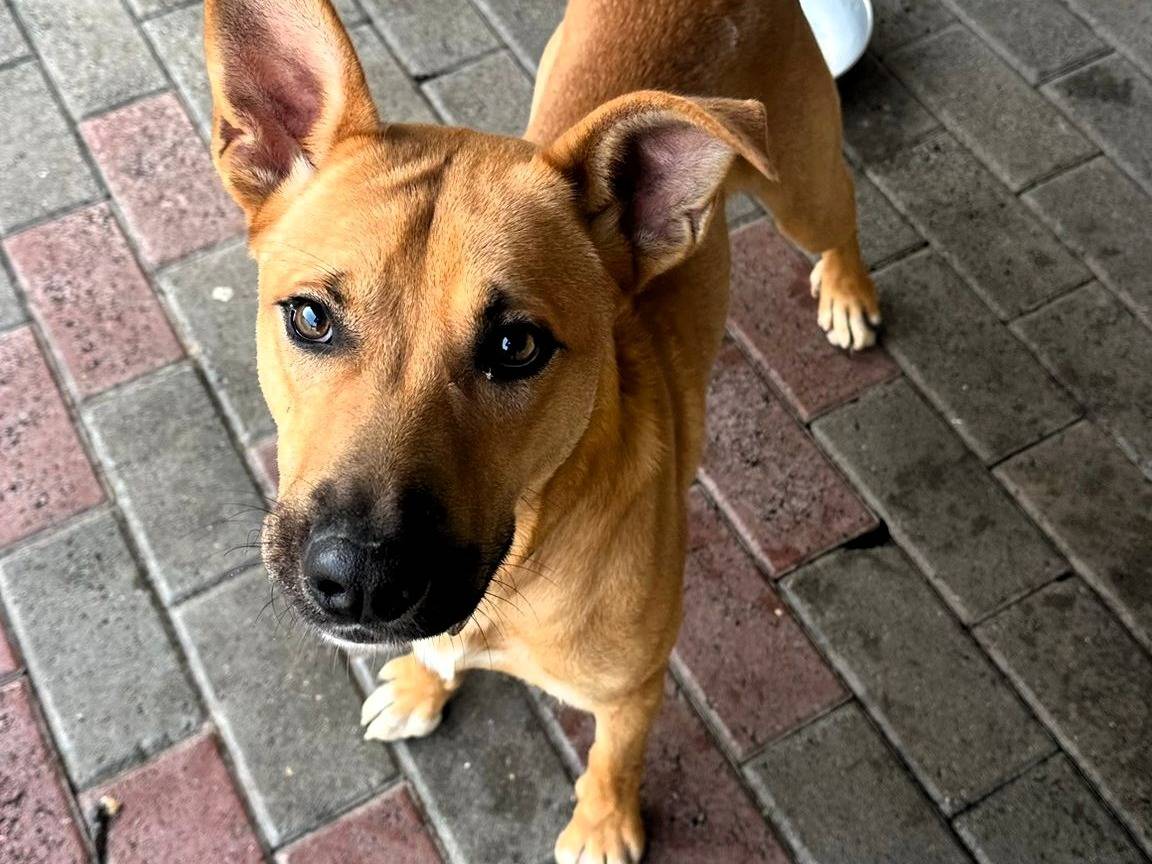 Adotta il cane SIMBA a Milano