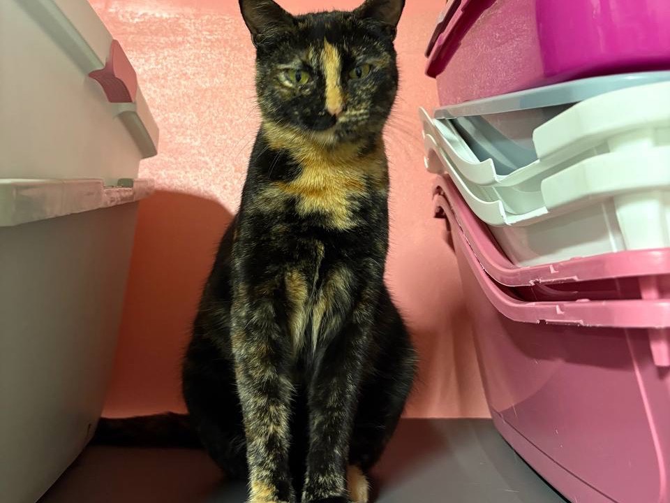 Adozione gatto, femmina, Razza sconosciuta Razza sconosciuta, 1 anno e 3 mesi, taglia non valida, Brescia