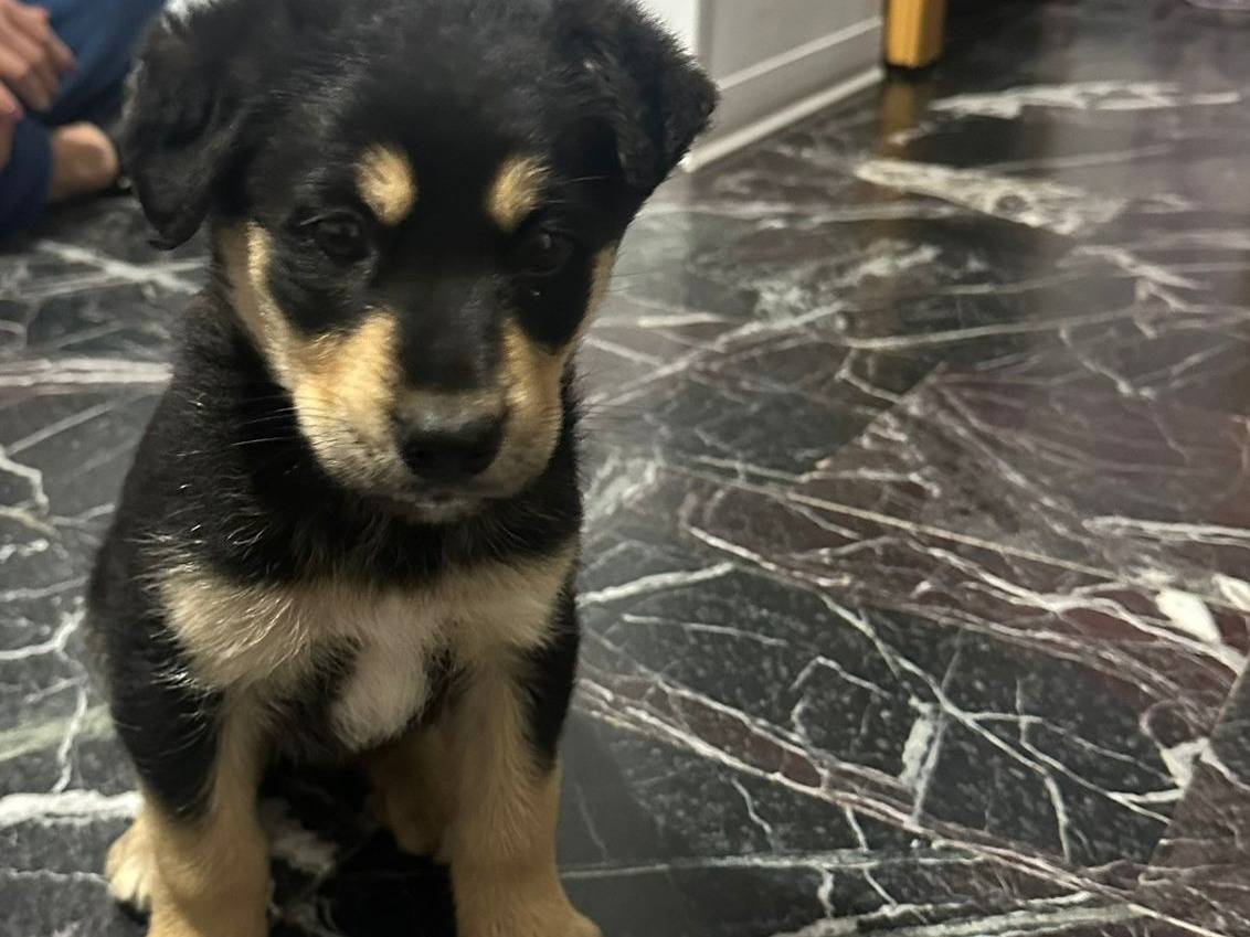 Vuoi adottare un cane a Cosenza?