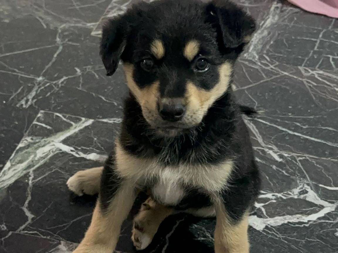 Adotta il cane Bella  a Cosenza