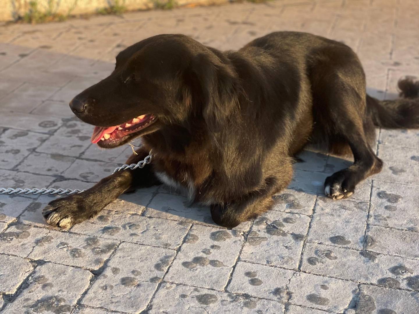 Adozione cane, femmina, Razza sconosciuta Razza sconosciuta, 2 anni, taglia grande, Bari