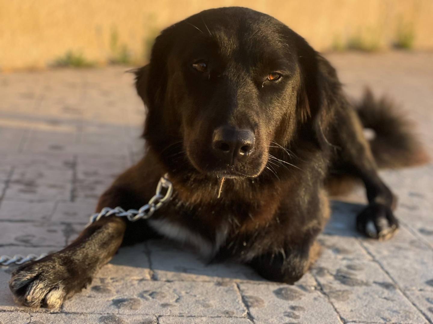 Adotta un cane, taglia grande, femmina, Bari