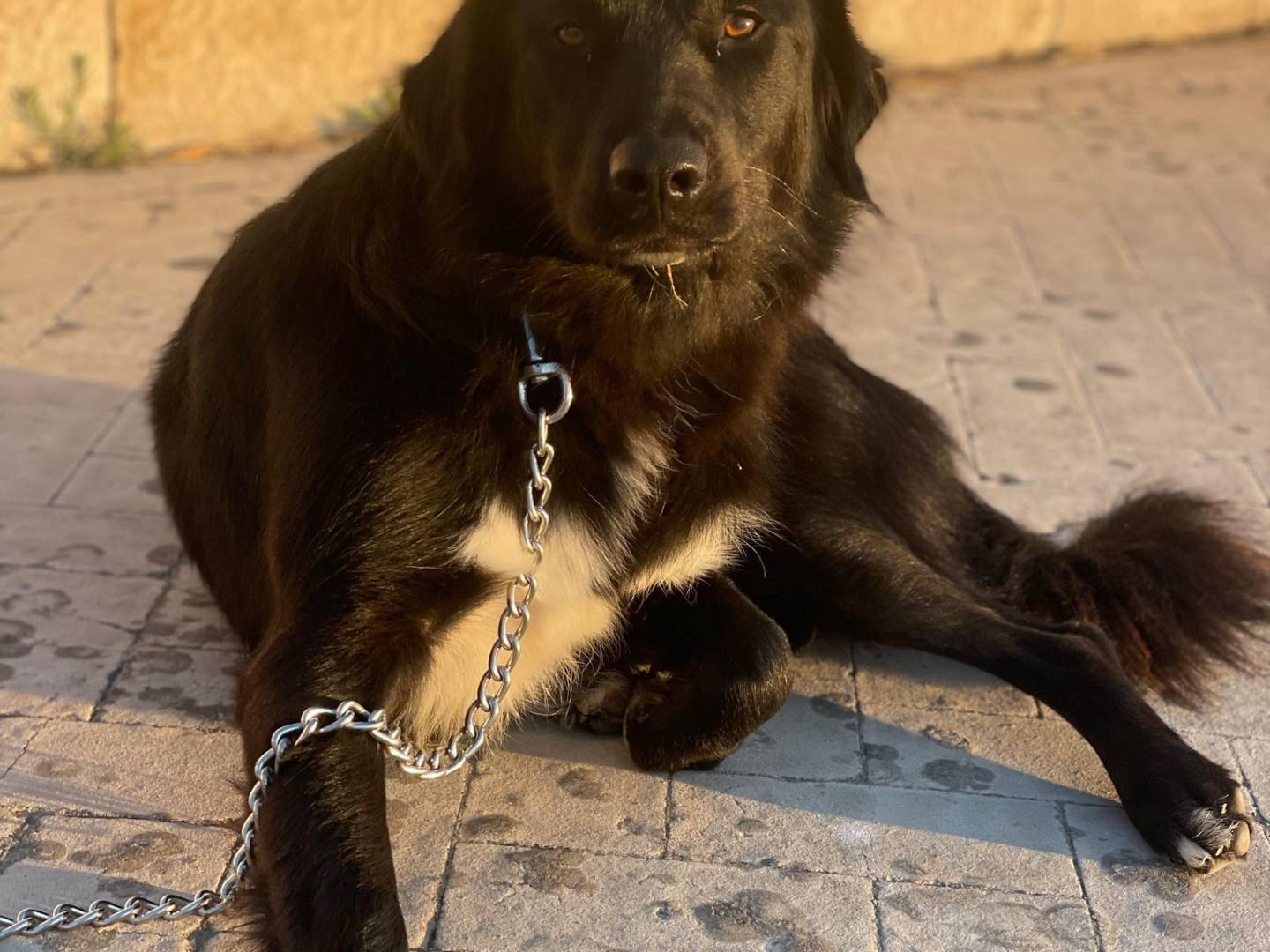 Vuoi adottare un cane a Bari?