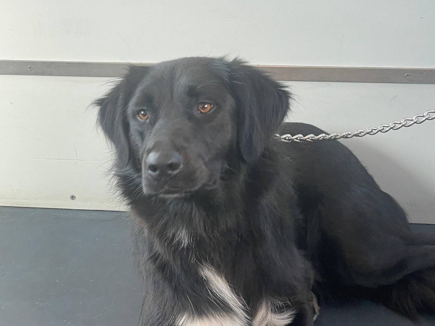 Adotta il cane Diana a Bari