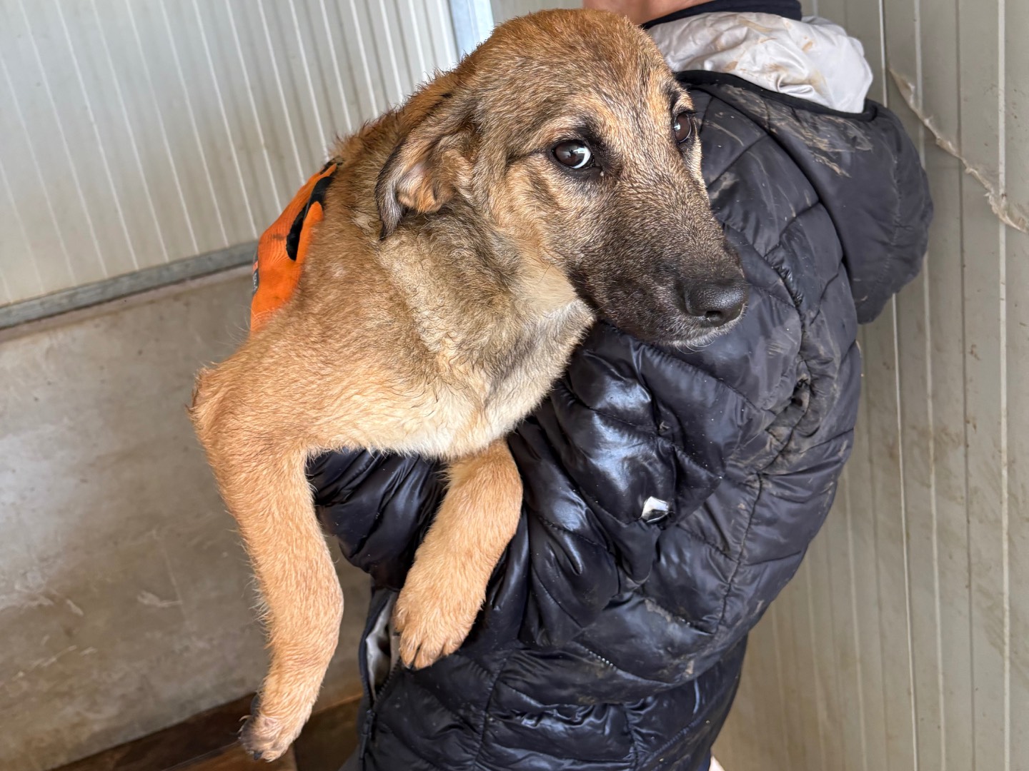 Adotta il cane Vicky a Frosinone