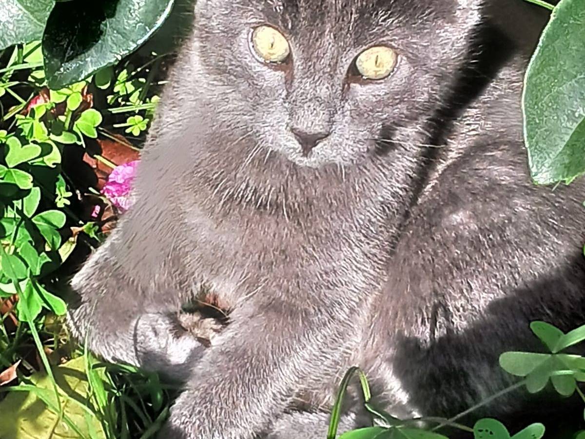 Adozione gatto, maschio, Razza sconosciuta Razza sconosciuta, 4 mesi, taglia non valida, Bari