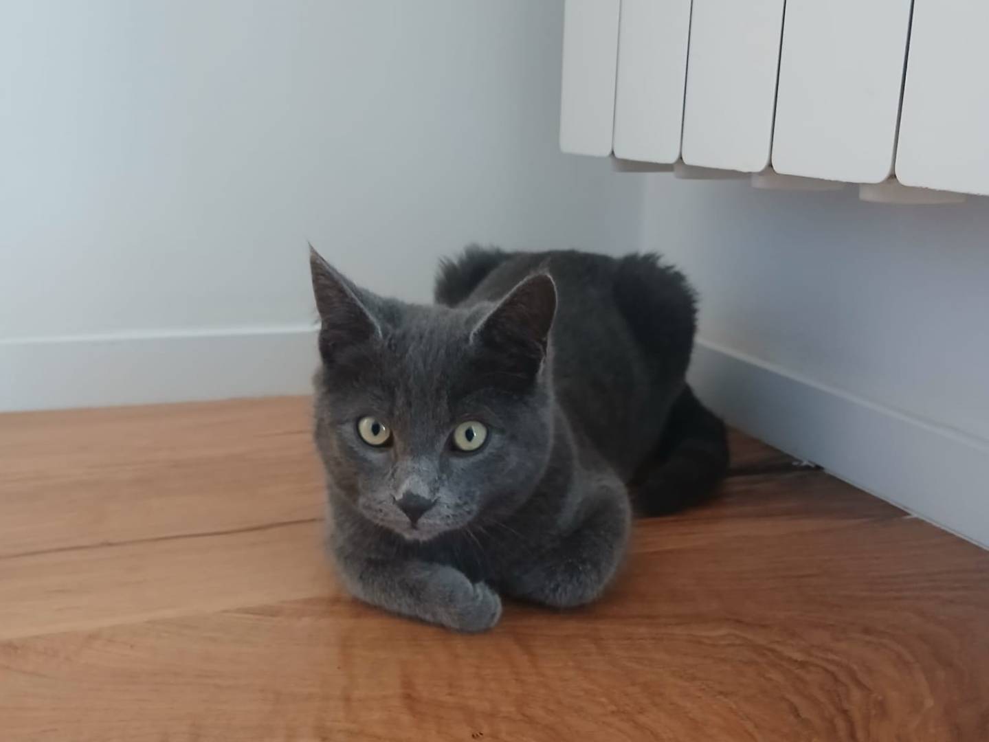 Adotta un gatto, maschio, 4 mesi, Bari