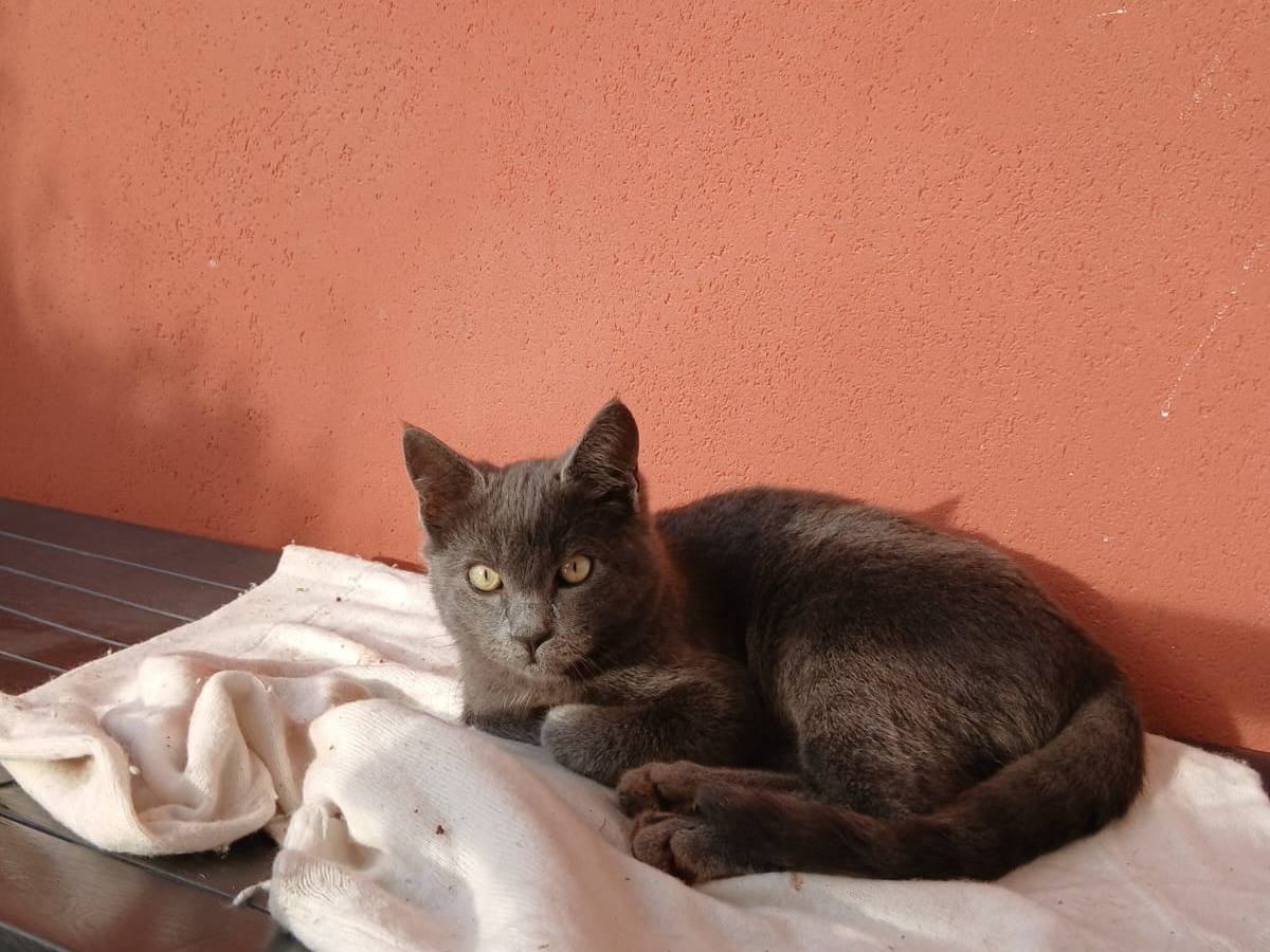 Adotta un gatto, taglia non valida, maschio, Bari