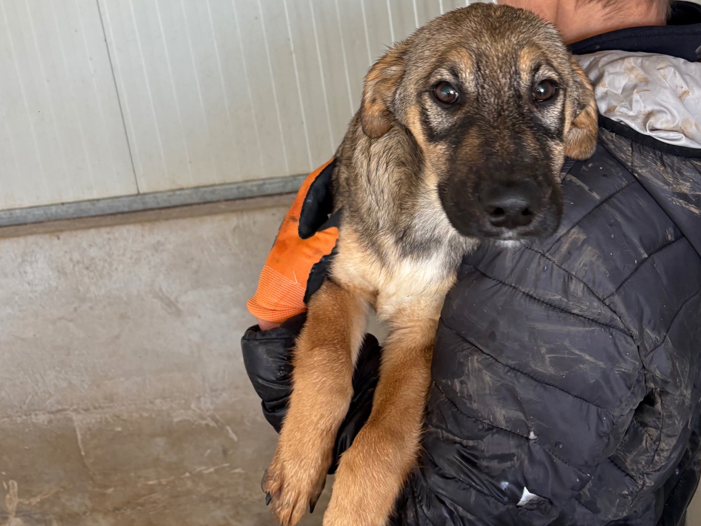 Adozione cane, maschio, Razza sconosciuta Razza sconosciuta, 4 mesi, taglia media, Frosinone