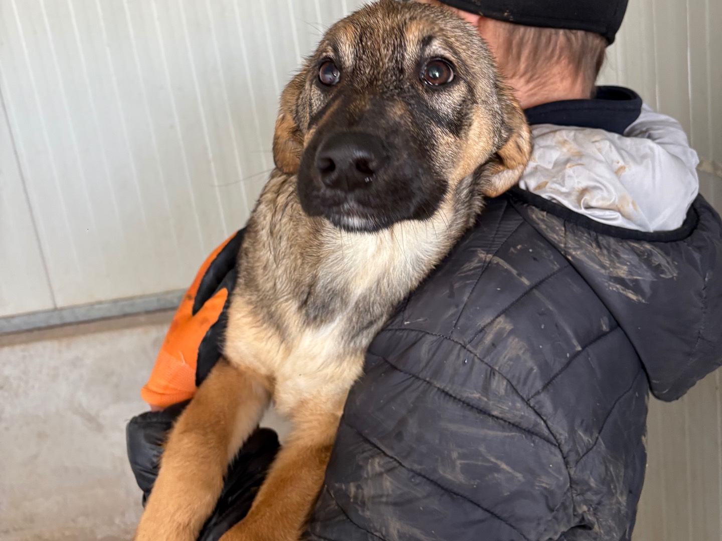 Adotta un cane, maschio, 4 mesi, Frosinone