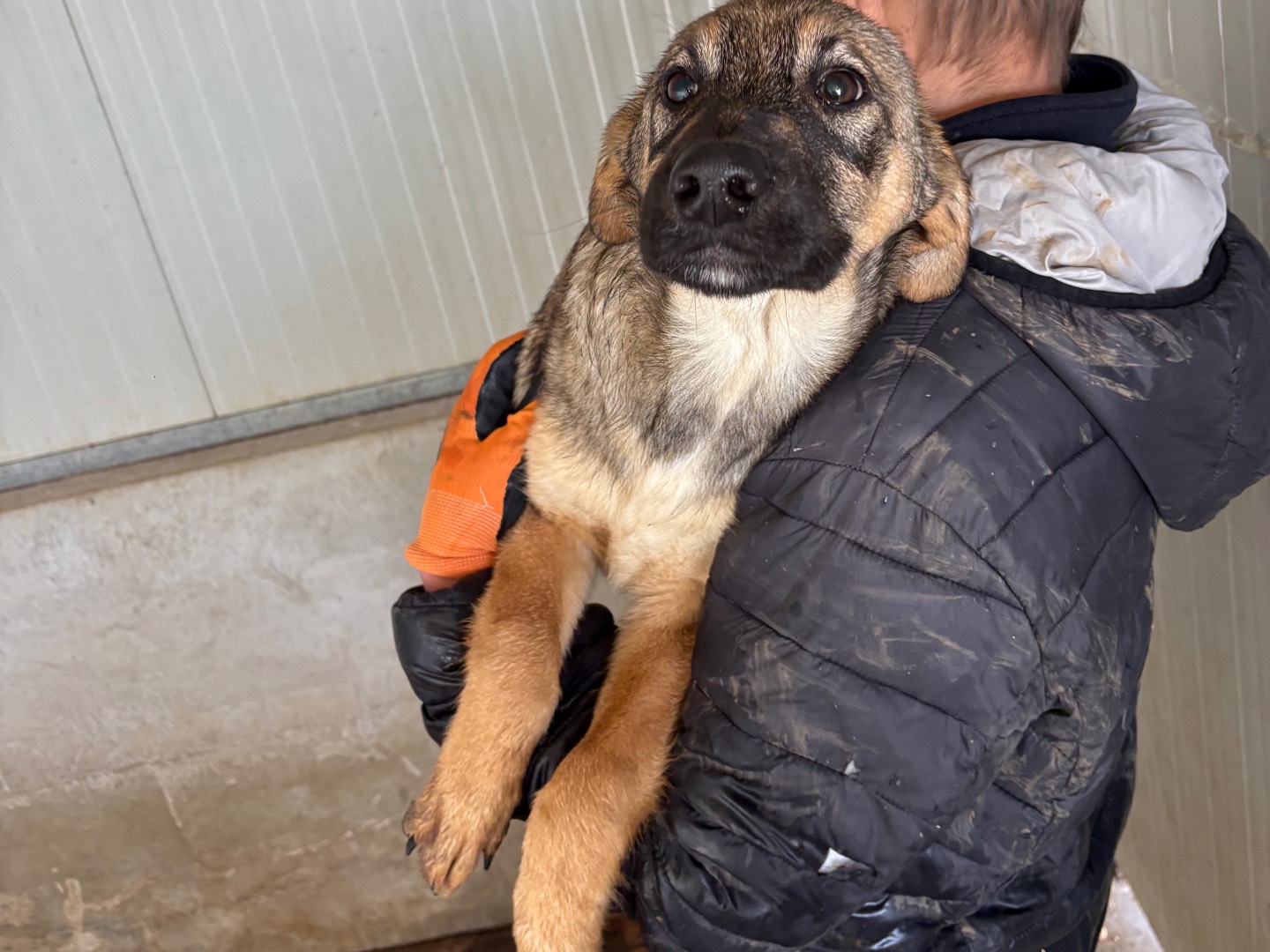 Adotta un cane, taglia media, maschio, Frosinone