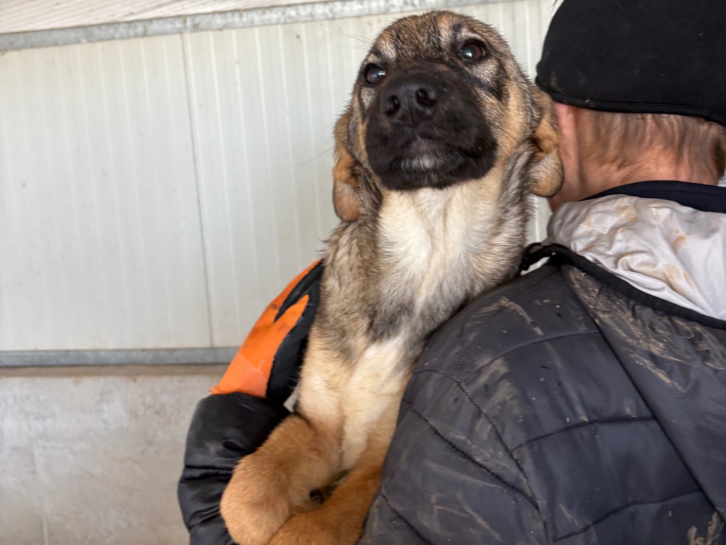 Adotta il cane Willy  a Frosinone