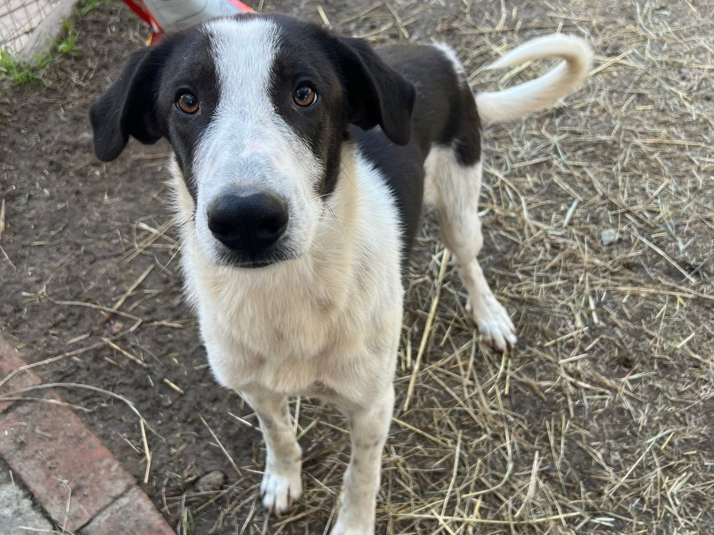 Adozione cane, maschio, Razza sconosciuta Razza sconosciuta, 2 anni, taglia media, Catanzaro