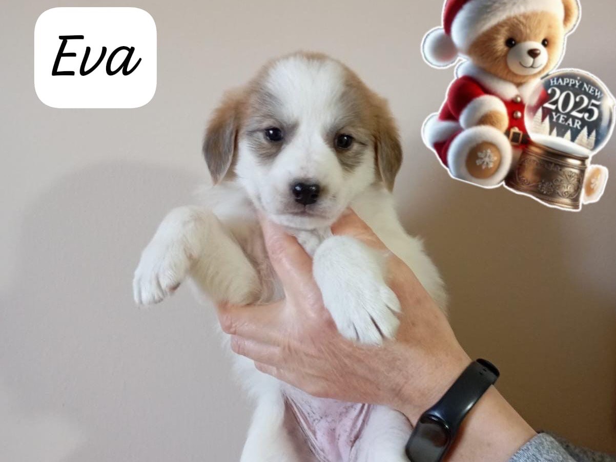 Adozione cane, femmina, Razza sconosciuta Razza sconosciuta, 2 mesi, taglia media contenuta, Avellino