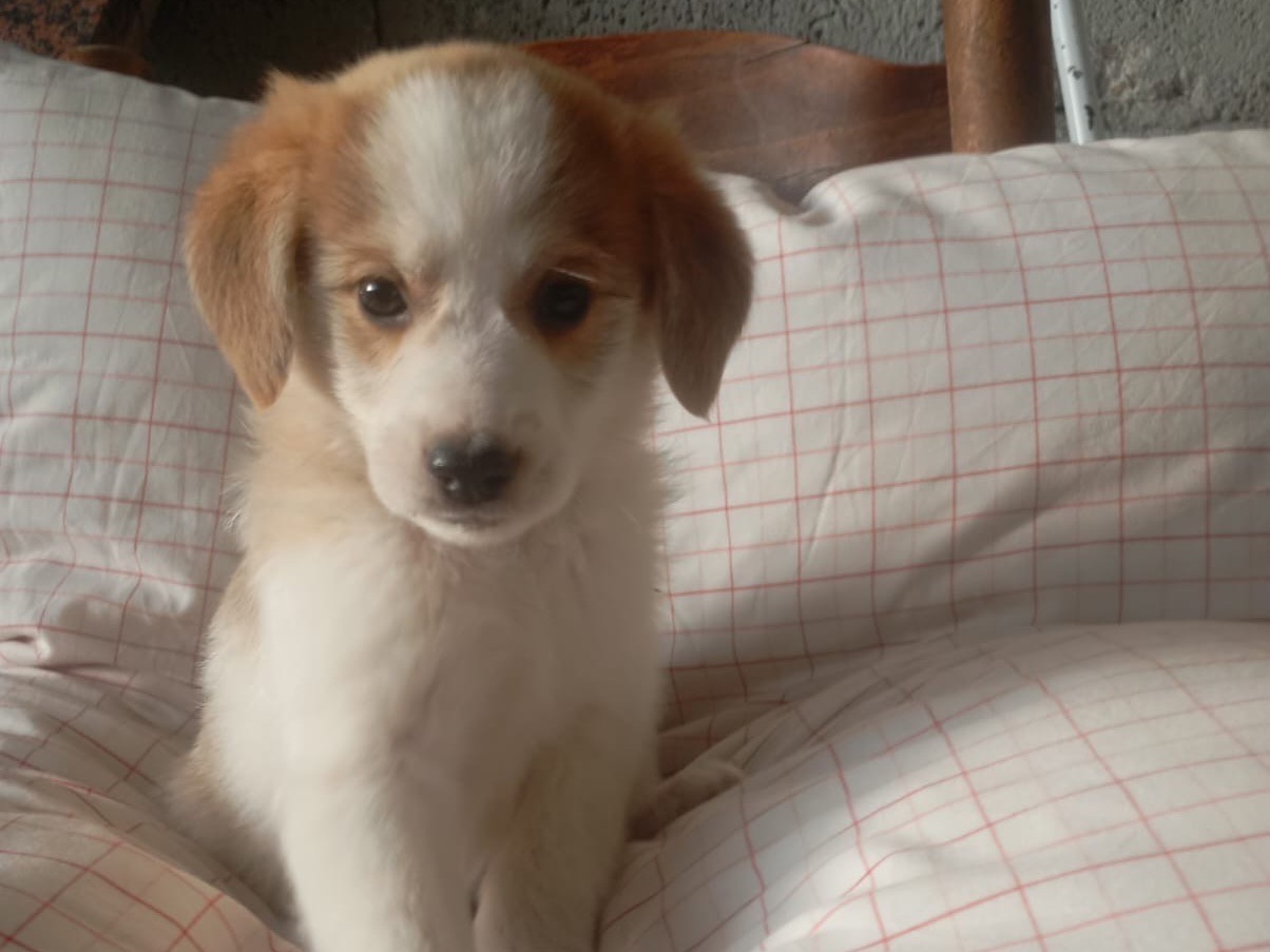 Adotta un cane, femmina, 2 mesi, Avellino