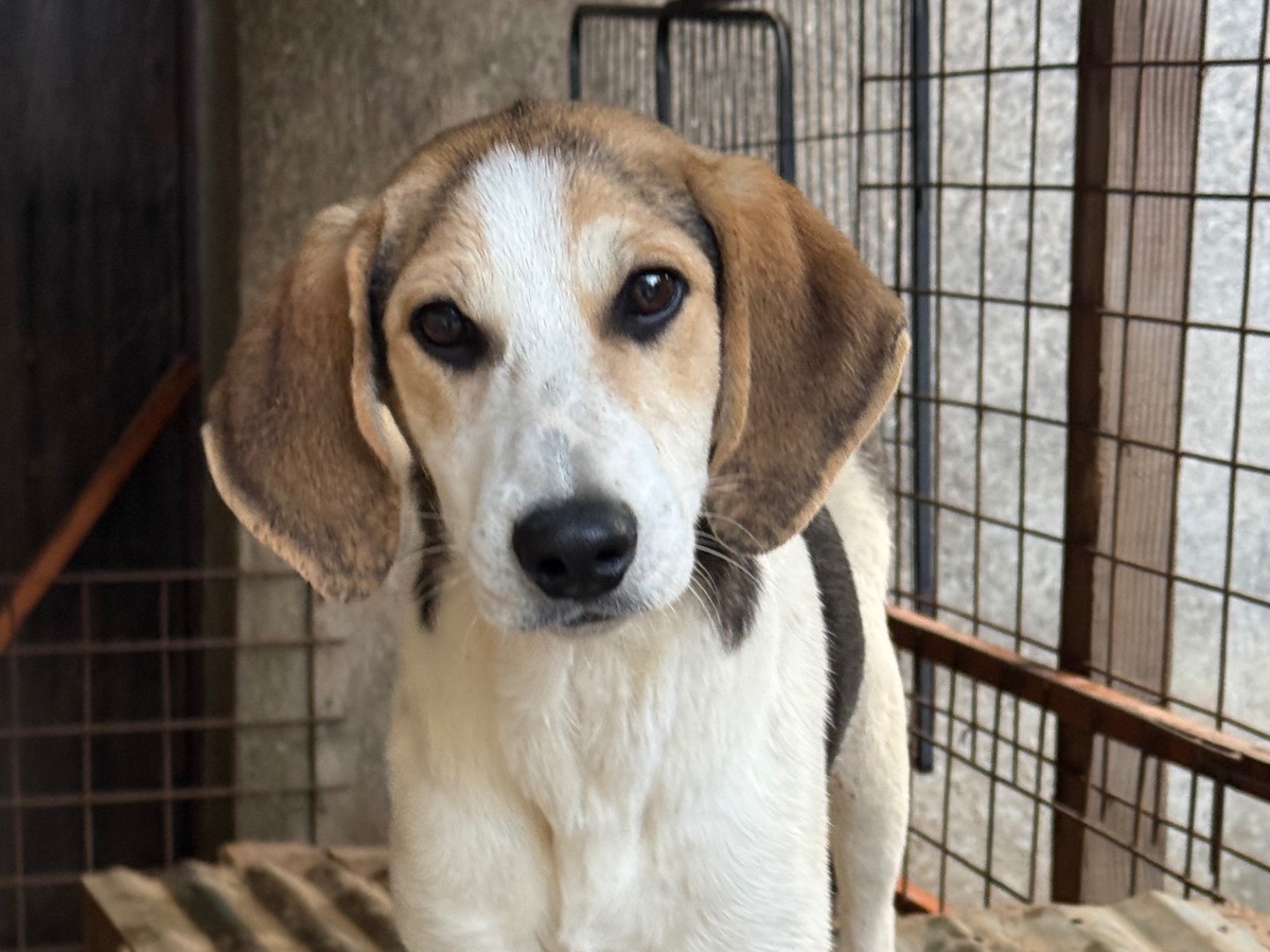 Adozione cane, maschio, Razza sconosciuta Razza sconosciuta, 6 mesi, taglia media, Catanzaro
