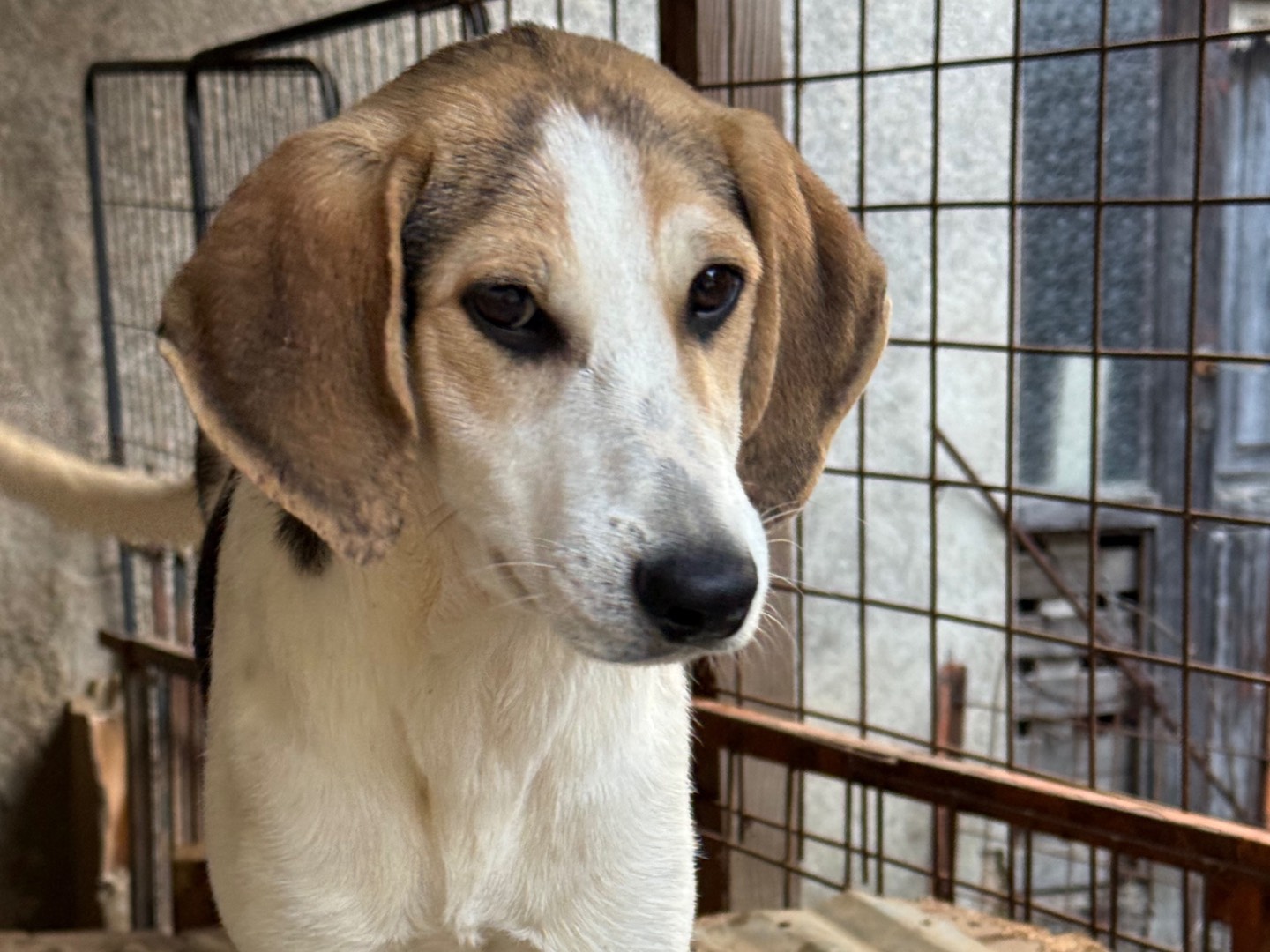 Adotta un cane, maschio, 6 mesi, Catanzaro