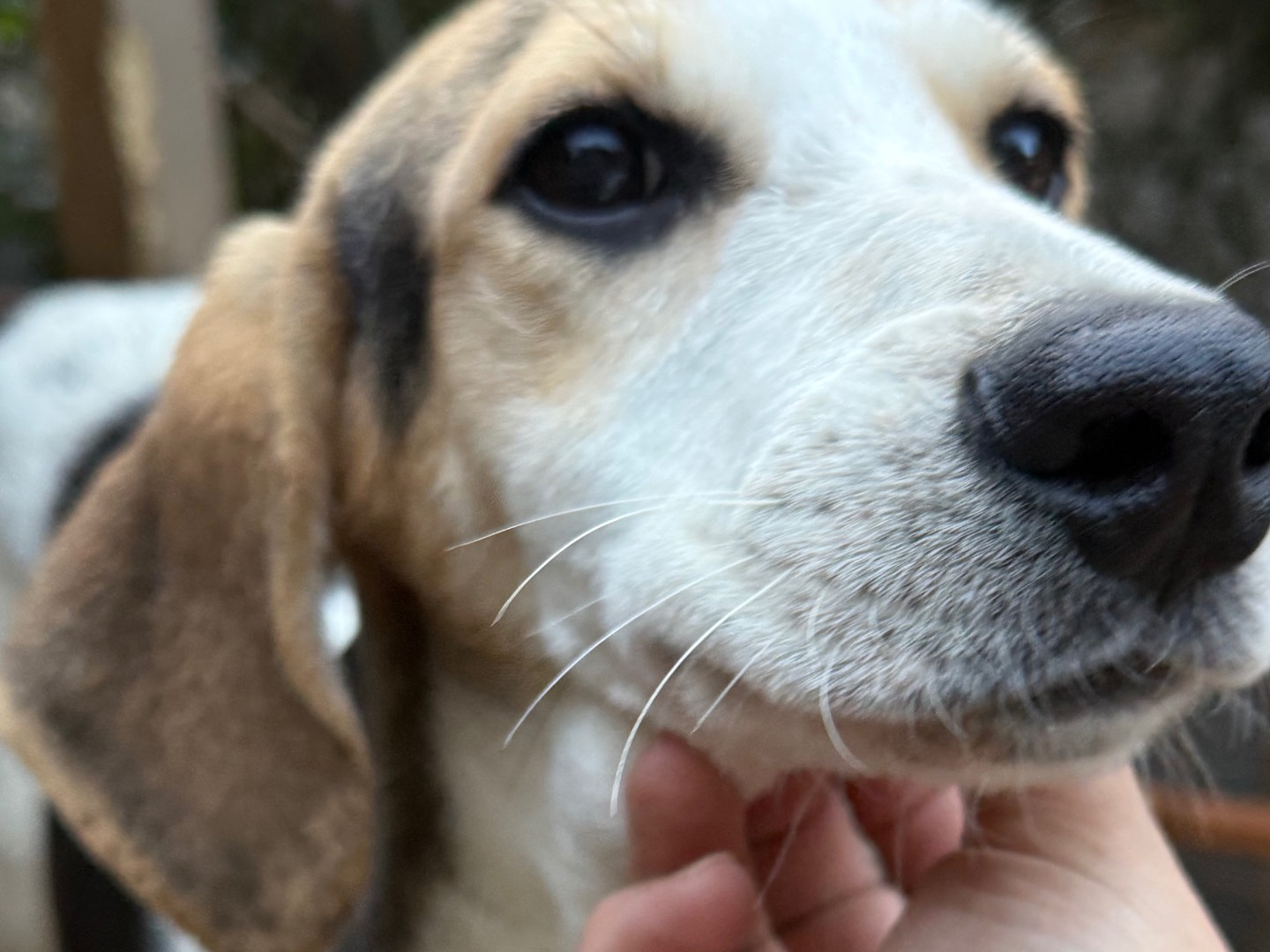 Adotta un cane, taglia media, maschio, Catanzaro