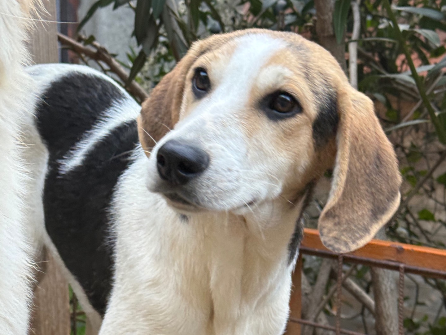 Vuoi adottare un cane a Catanzaro?