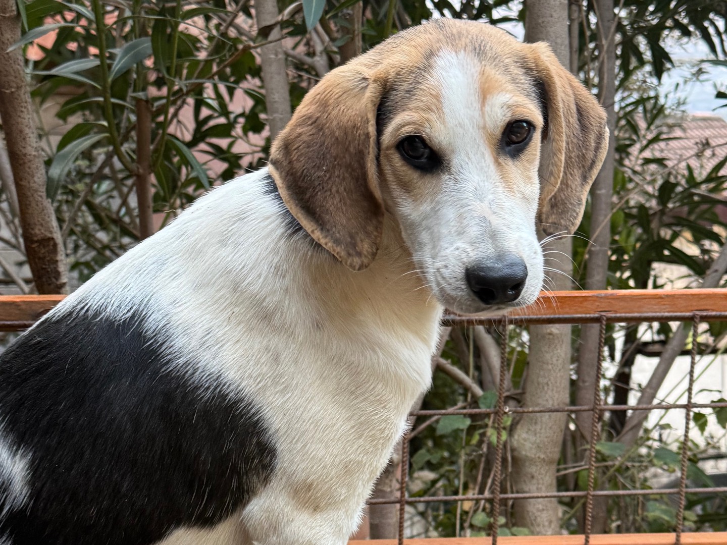 Adotta il cane Mirko a Catanzaro