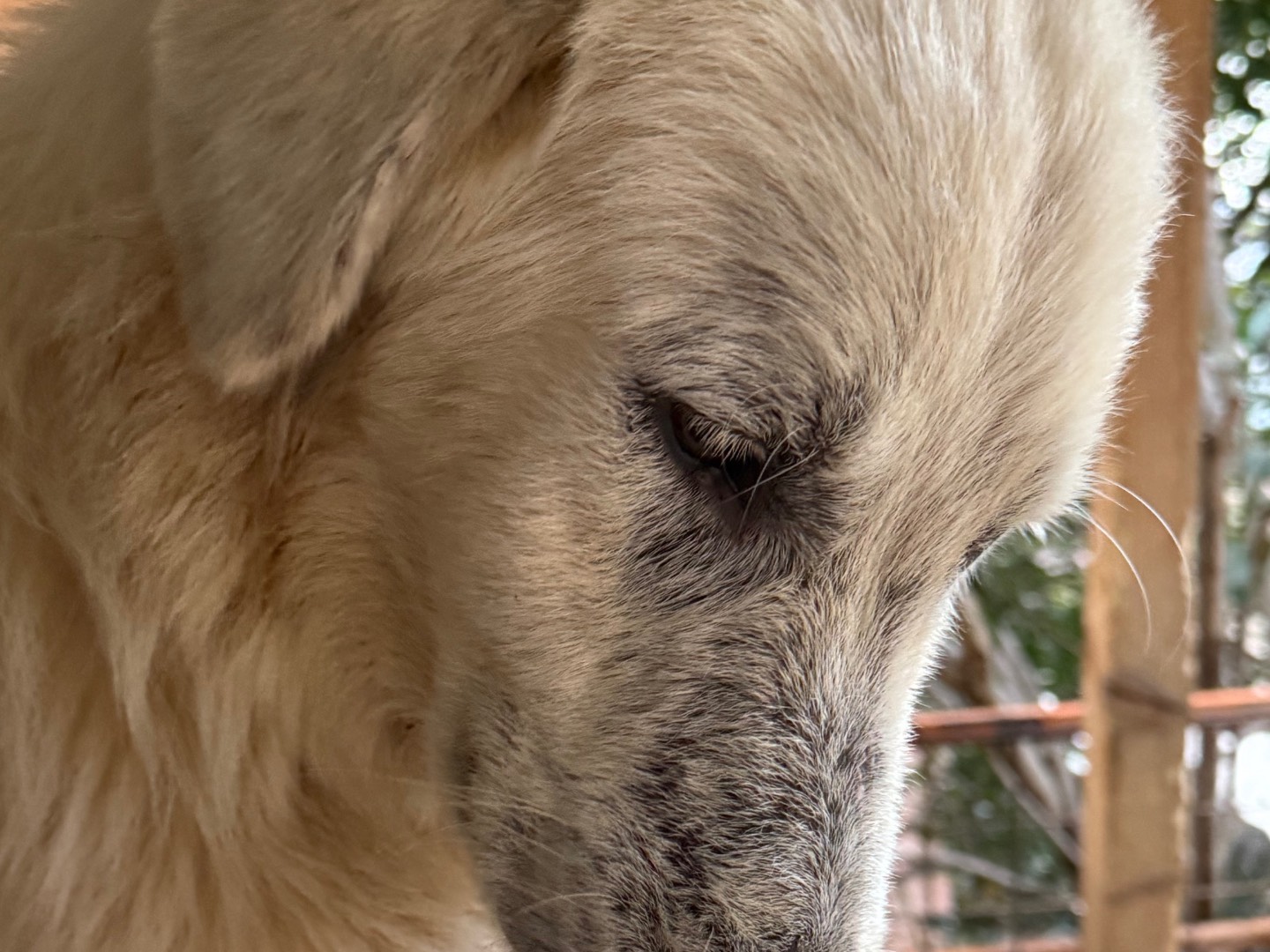 Vuoi adottare un cane a Catanzaro?