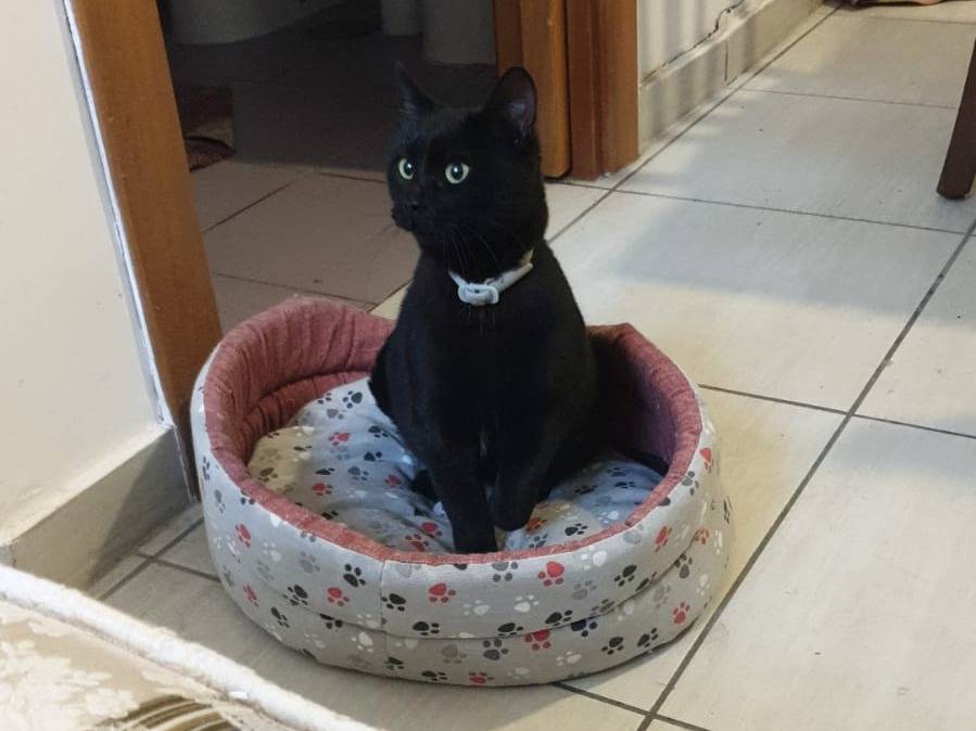 Adozione gatto, femmina, Razza sconosciuta Razza sconosciuta, 1 anno e 3 mesi, taglia non valida, Caserta