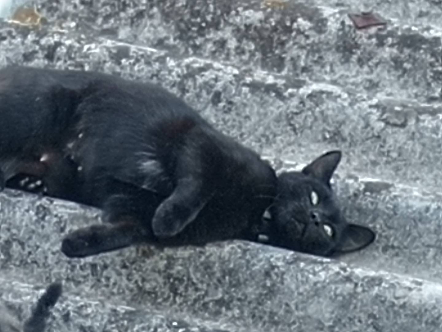 Adotta un gatto, femmina, 1 anno e 3 mesi, Caserta