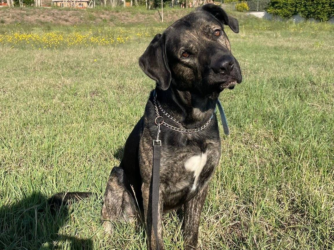 Adozione cane, maschio, Razza sconosciuta Razza sconosciuta, 3 anni e 1 mese, taglia gigante, Roma