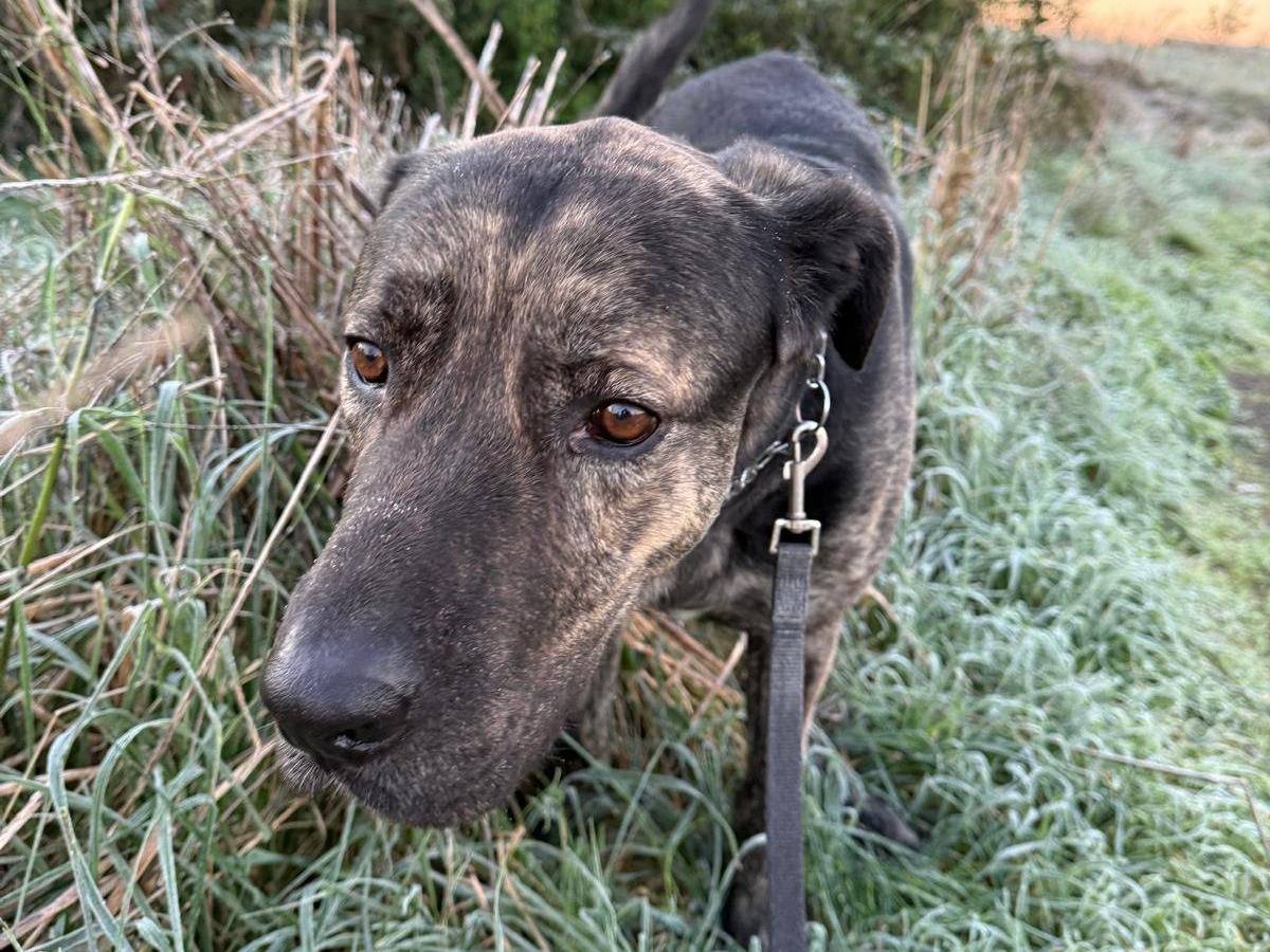 Adotta un cane, maschio, 3 anni e 1 mese, Roma