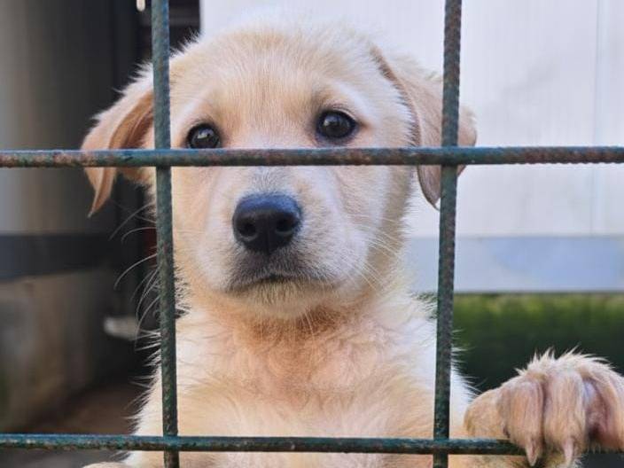 Adozione cane, femmina, Razza sconosciuta Razza sconosciuta, 4 mesi, taglia media, Avellino