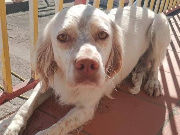 Adozione cane, femmina, Setter Inglese Razza sconosciuta, 3 anni e 5 mesi, taglia media, Avellino