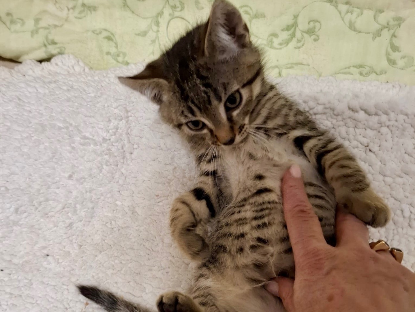 Adotta un gatto, maschio, 3 mesi, Padova