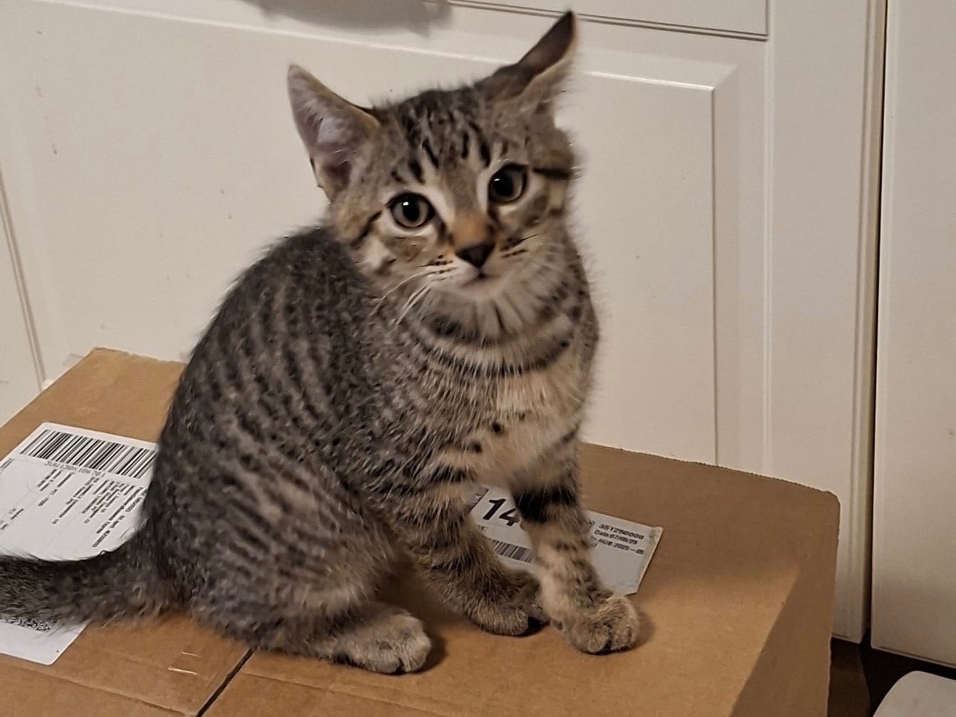 Adotta un gatto, taglia non valida, maschio, Padova