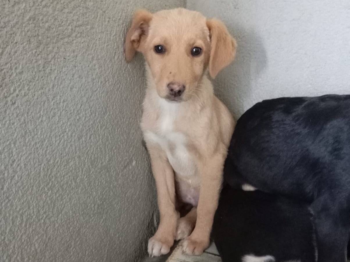 Adozione cane, femmina, Razza sconosciuta Razza sconosciuta, 3 mesi, taglia media, Caserta