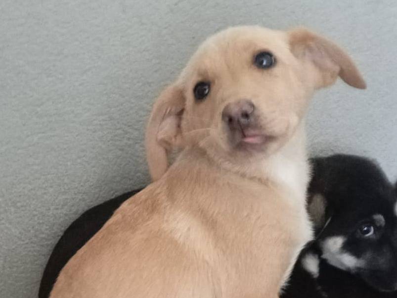 Adotta un cane, femmina, 3 mesi, Caserta