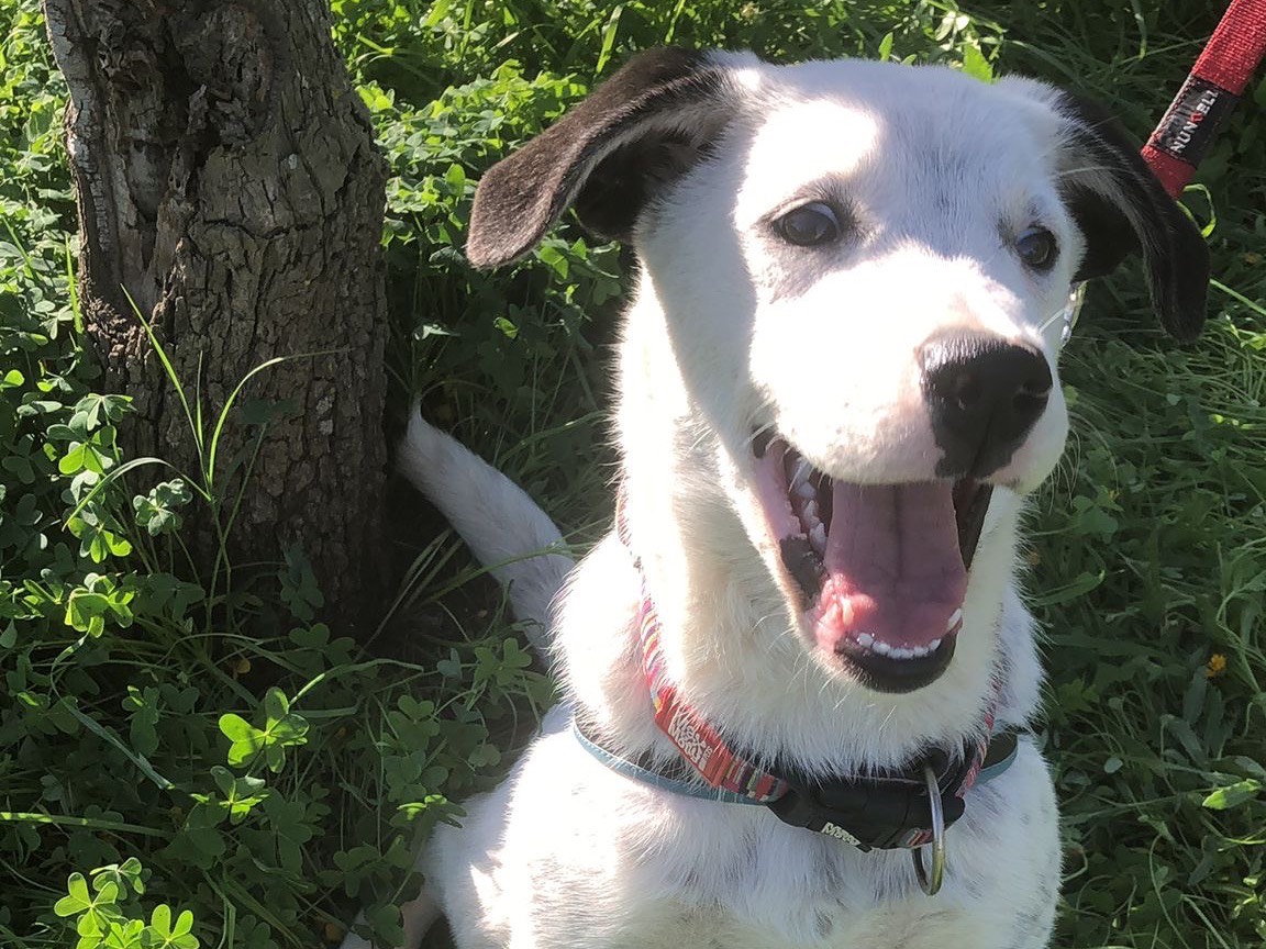 Adozione cane, femmina, Razza sconosciuta Razza sconosciuta, 3 mesi, taglia media, Siracusa