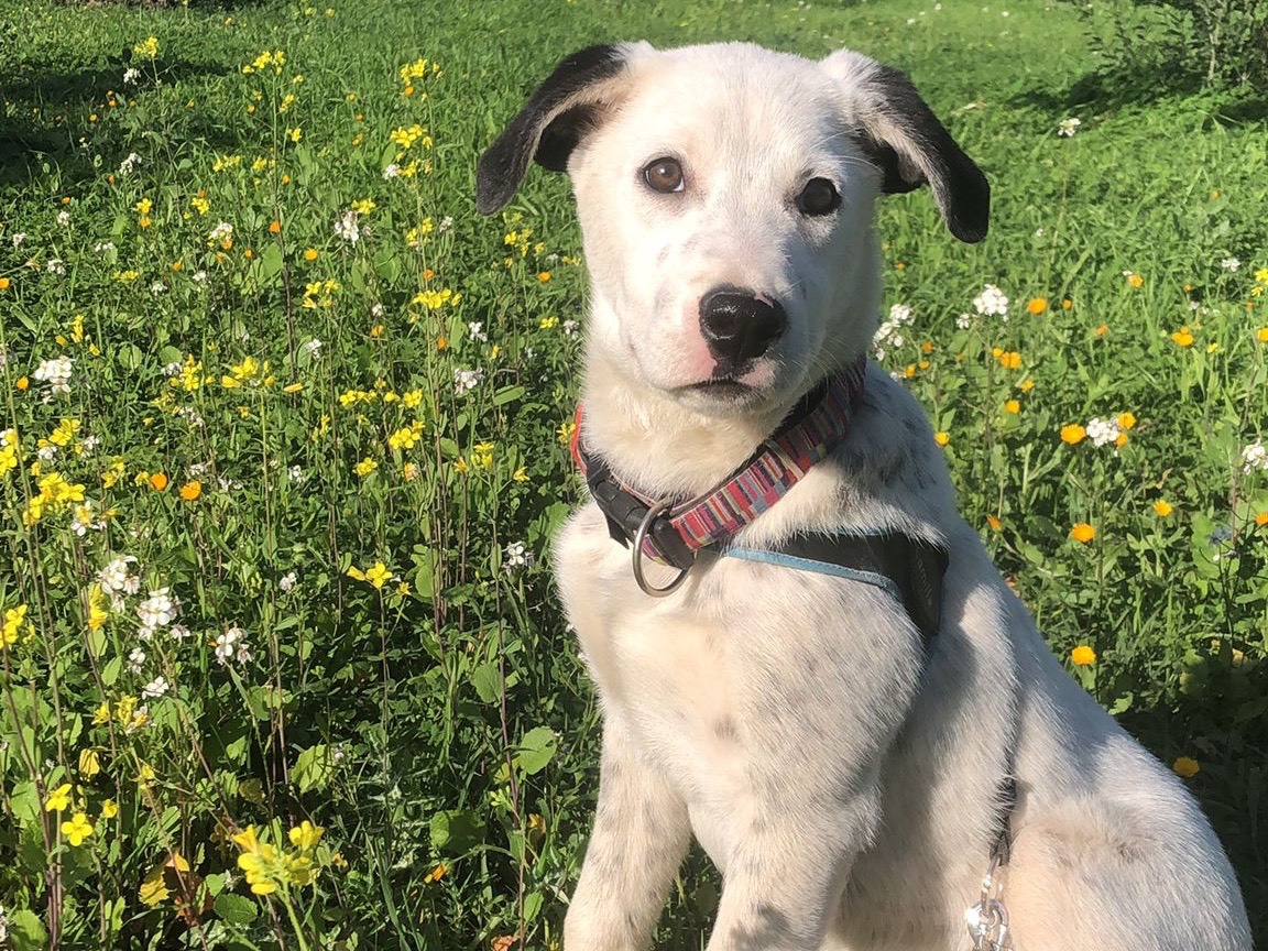 Adotta un cane, femmina, 3 mesi, Siracusa
